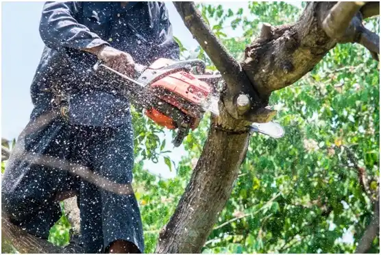 tree services Pottsgrove